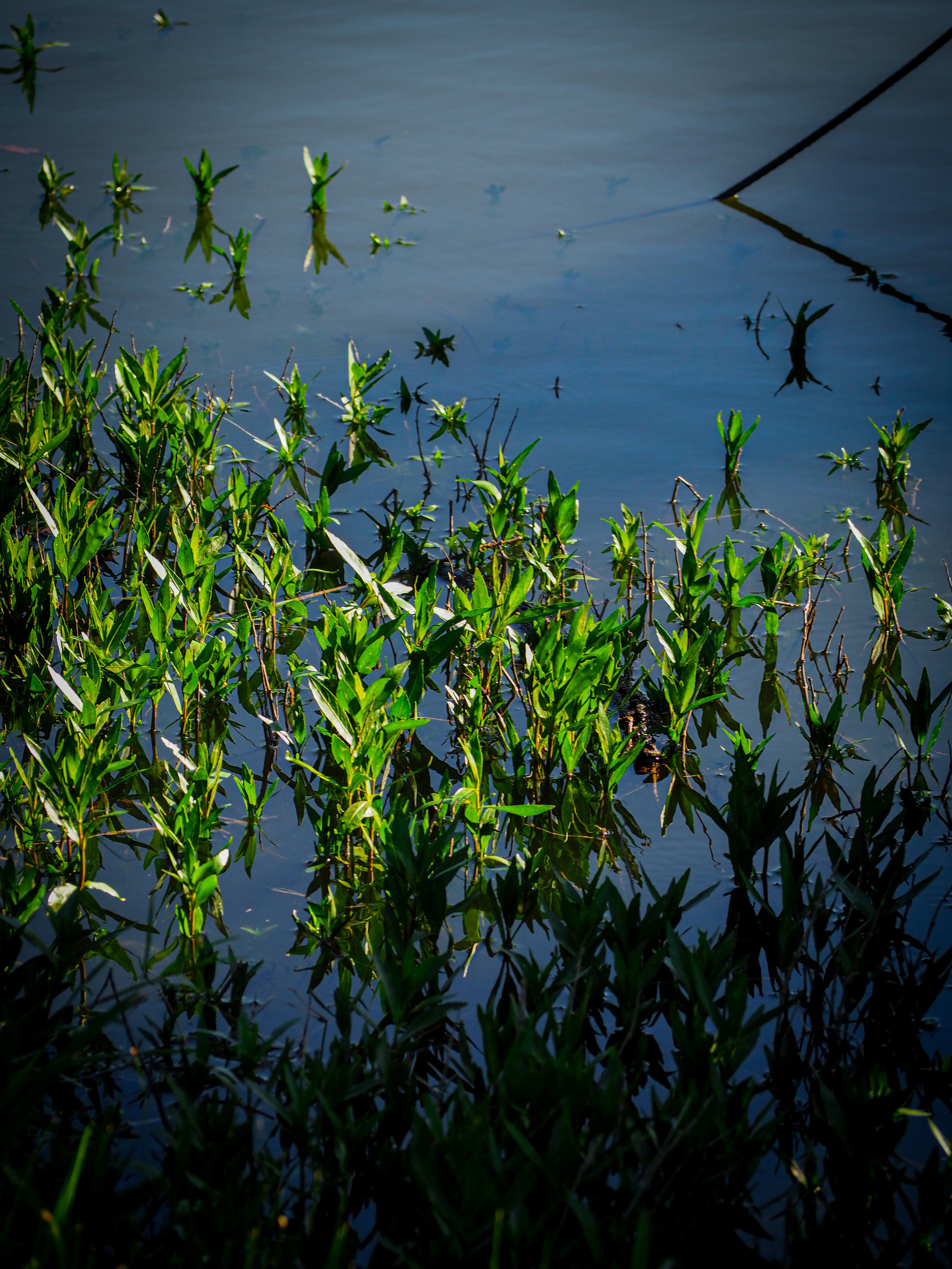 Aquatic weeds on Bailey Lake