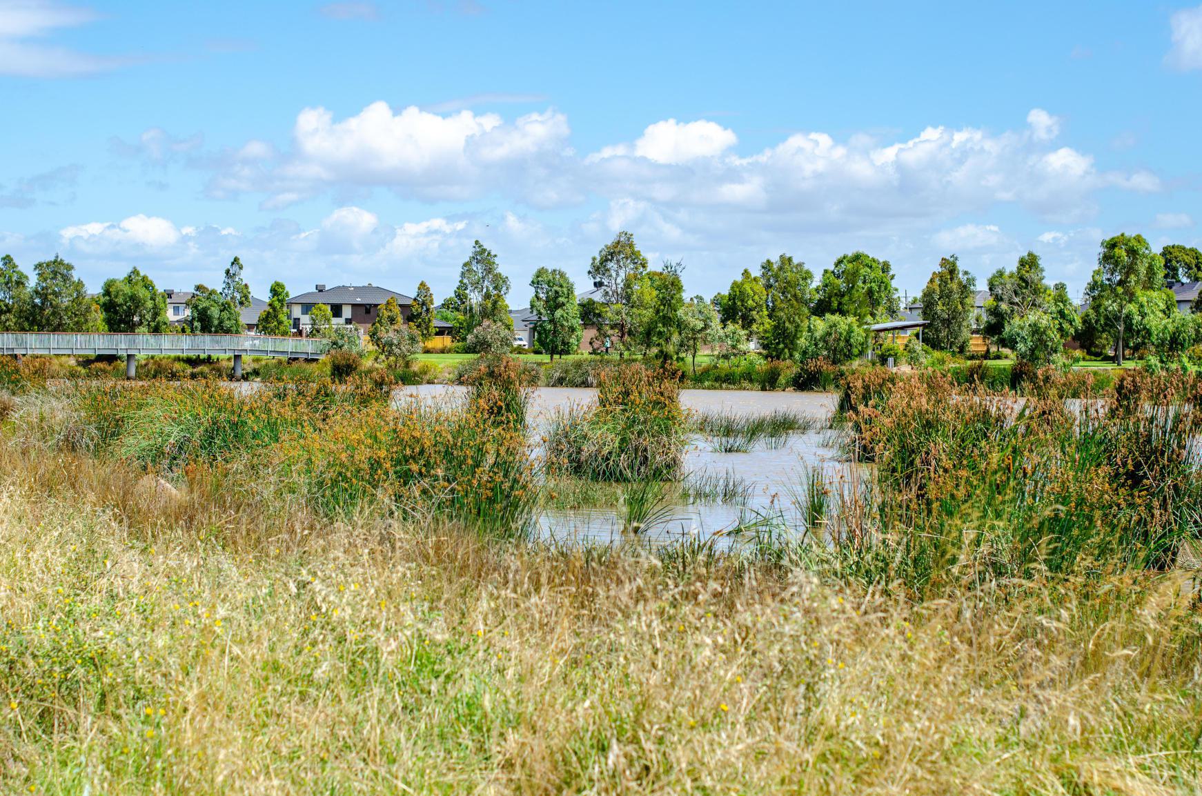 Overgrowth of cattails overtaking a suburban pond, obstructing open water and surrounding vegetation under a clear blue sky