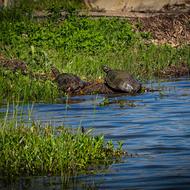 Golf Course dredge after photo turtles