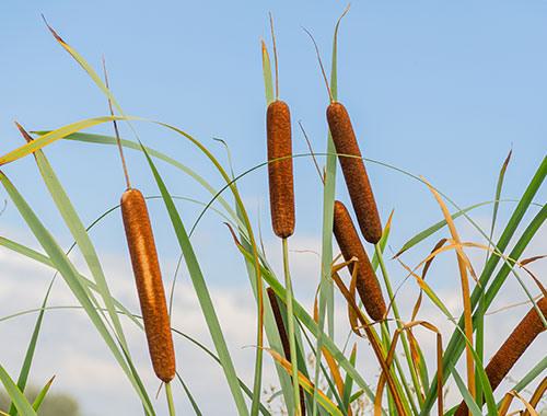 Mining Cattails Case Studies AUS Dredge