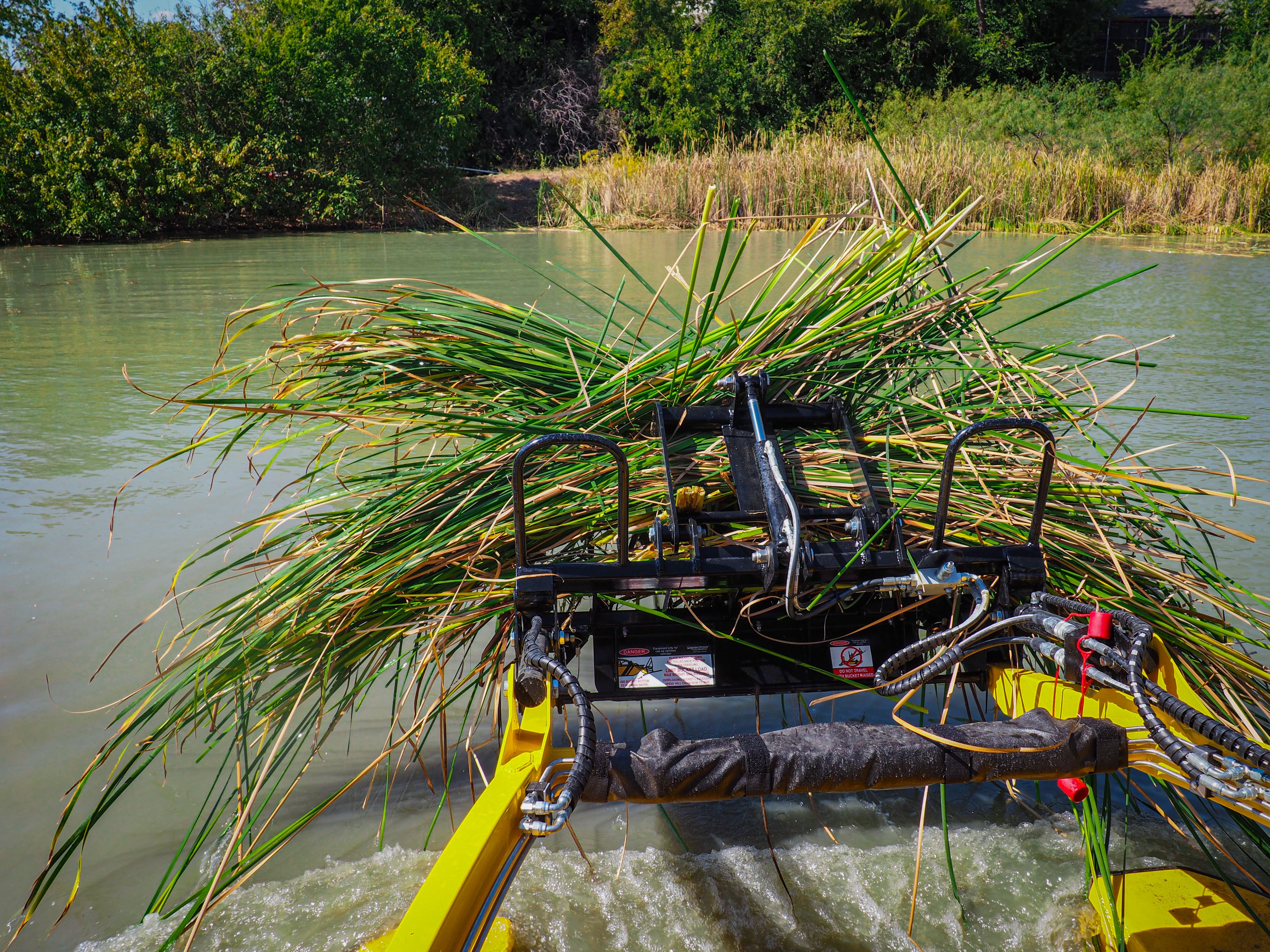 A mess of cattails coming off a TX pond