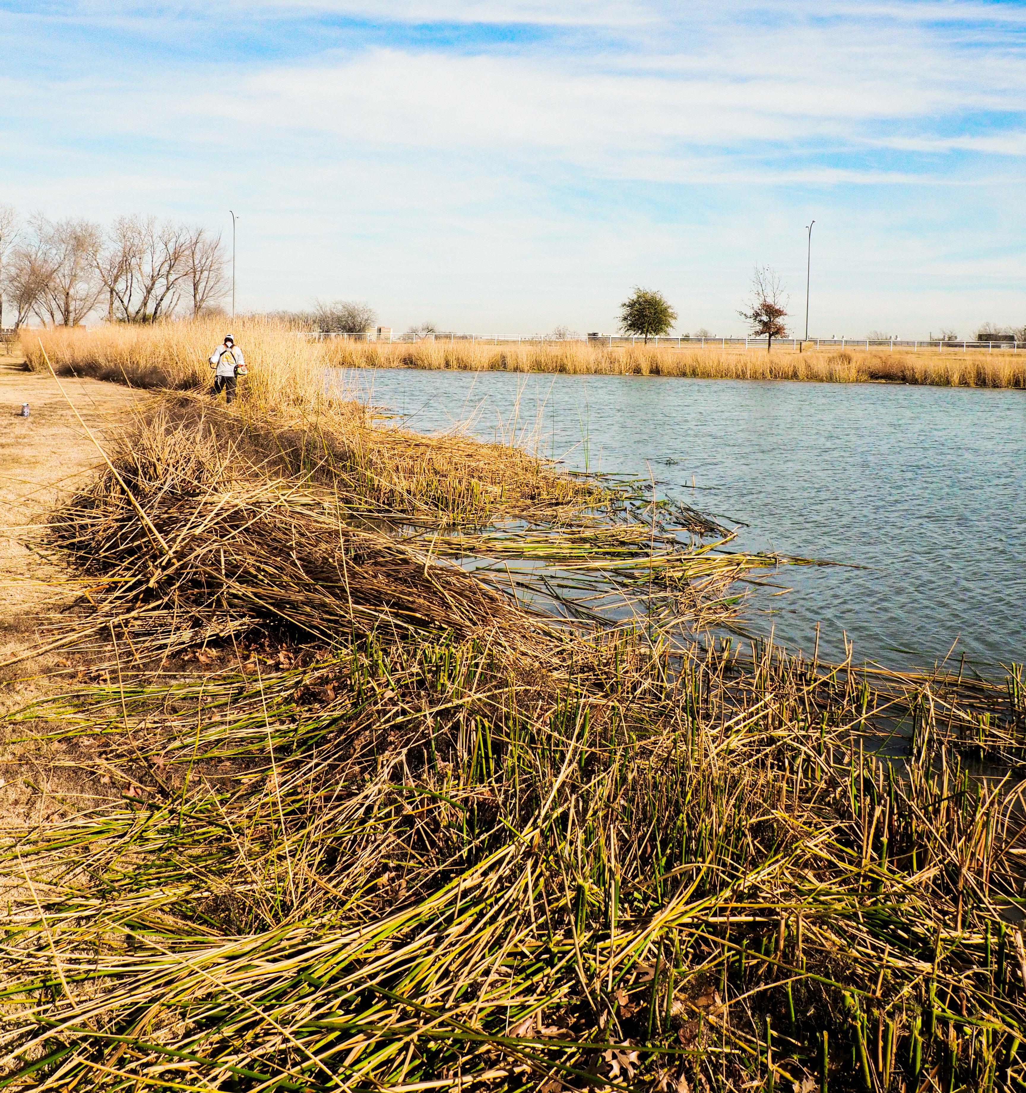 Long overgrown cattails in a pond